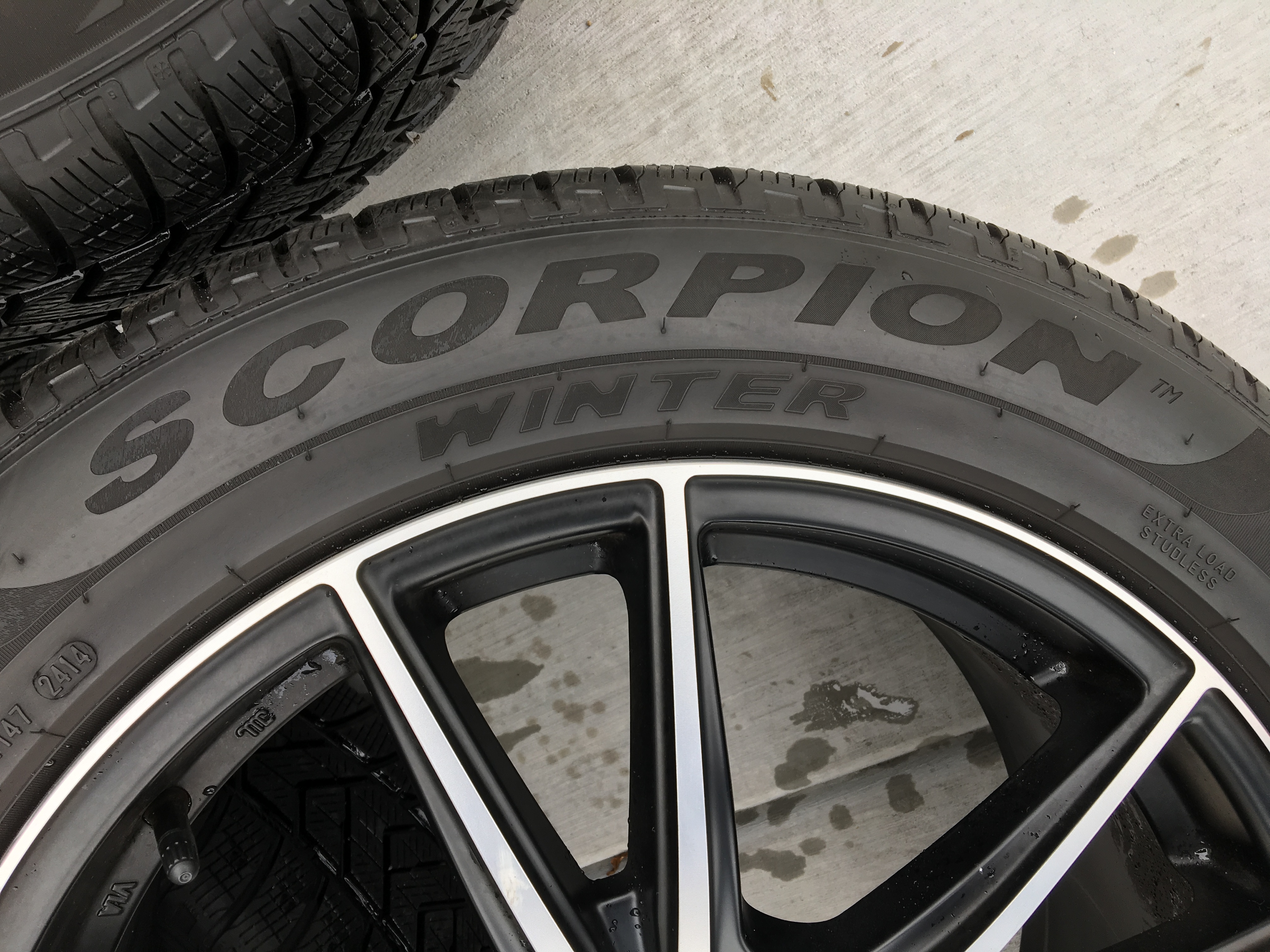 Scorpion Detail